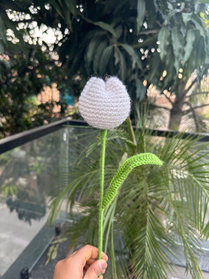 White Tulip