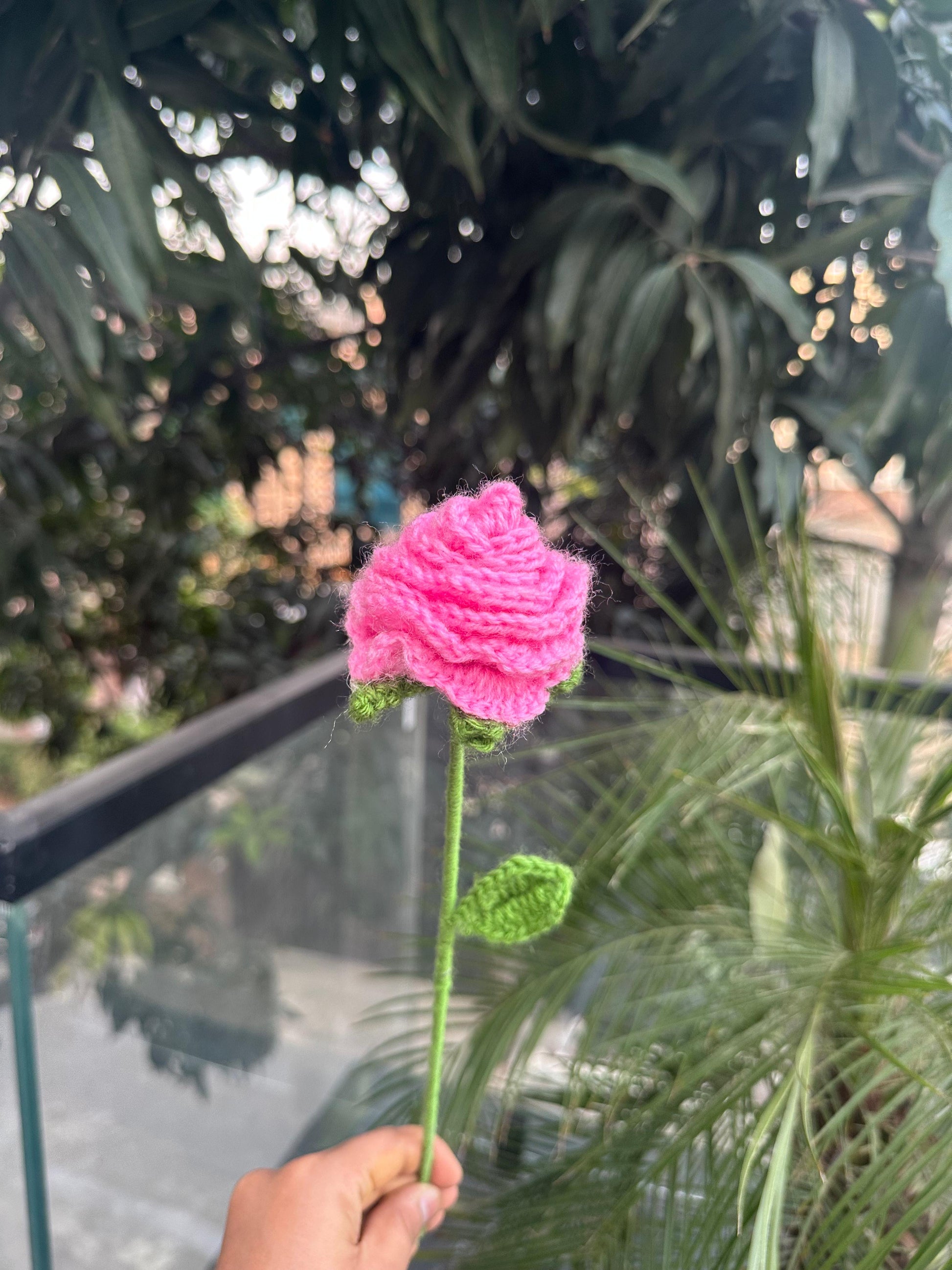 Pink Rose