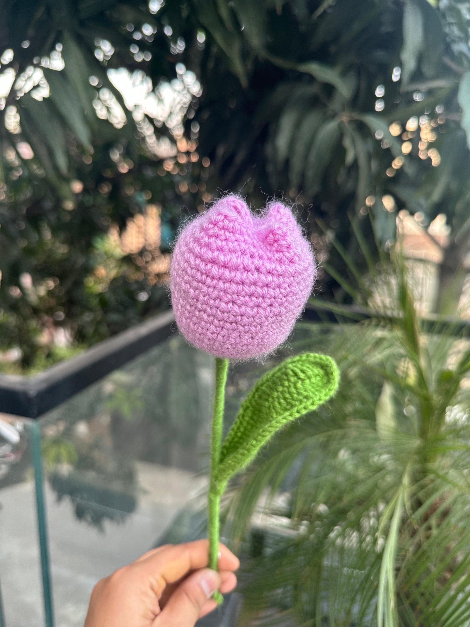 Lavender Tulip